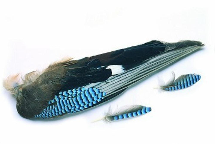 Blue Jay vinge NØTTESKRIKE - Flue.no - Fluebindemateriell