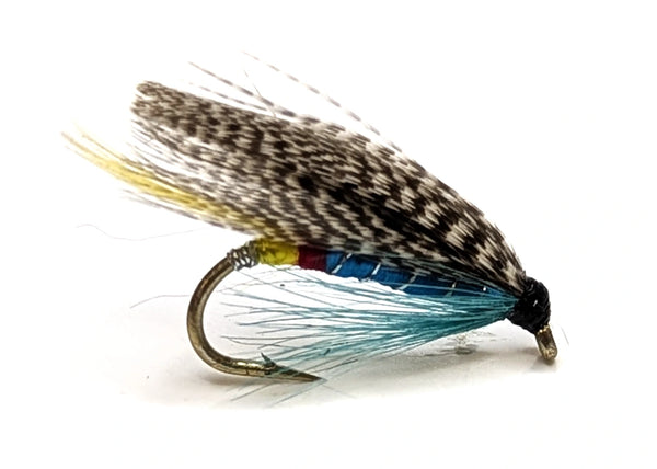Blue Doctor fly