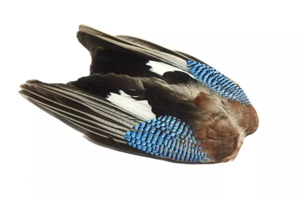 Blue Jay vinge NØTTESKRIKE - Flue.no - Fluebindemateriell